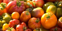 Róznorodność odmin pomidora