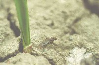 Błotniszka czosnkówka (łać. Suillia lurida)