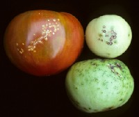 Owoce porazone bakteryjną cętkowatością pomidora