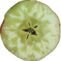 Wynik choroby przechowalniczej jabłek.