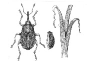 Chowacz szczypiorak (łać. Ceutorrhynchus suturalis)