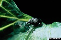 Chowacze- małe chrząszcze niszczące uprawę kapusty.