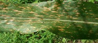 Drobna plamistość kukurydzy - najczęściej występujaca choroba liści
