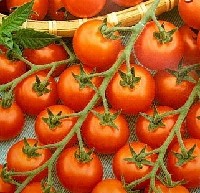 Dorodne kiście pomidorów.