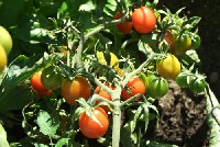 Piękny krzew pomidora rosnący na dobrze przygotowanej glebie.