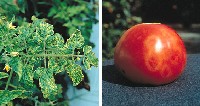 Owoc oraz liście porażone mozaiką pomidora.