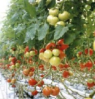 Pomidory dobrze nawożone chlorkiem wapnia. Prawidłowe wybarwienie.