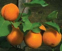 Amerykańska odmiana moreli Early Orange.