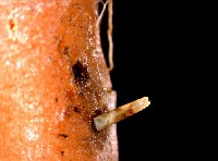 Połyśnica marchwianka to błyszczącoczarna
muchówka
długości do 5mm