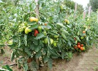 Uprawa pomidorów dobrze odżywiona i nawodniona.