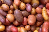 Różnią się wyglądem, kolorem miąższu, smakiem i przeznaczeniem ale to ciągle ziemniaki.