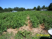 Polowa plantacja pomidora