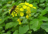 Zapylenie gorczycy odbywa się głównie za pośrednictwem pszczół.