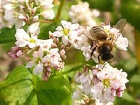 Zapylenia gryki dokonują w 90% pszczoły.